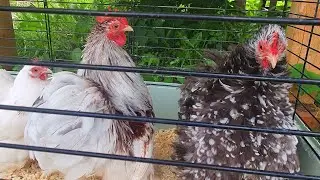 скоро новый выпуск)