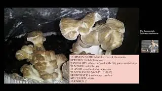 On growing the Maitake mushroom