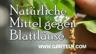 Natürliche Mittel gegen Blattläuse