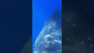 Awesome Humpback Encounter in Lahaina - 20/1/25