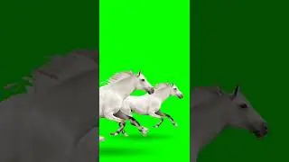 horse green screen no copyright ©