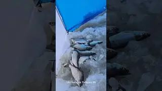 Пелядь на удочку 