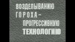 Технология возделывания гороха