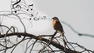 Репел / весеннее пение / коноплянка.
