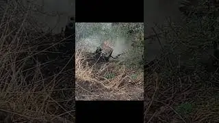 Выдергиваем котел через стену Дт75🤣