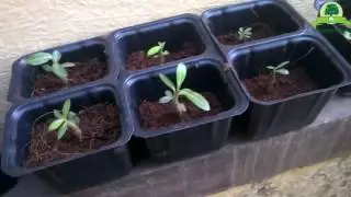 Adenium(Obesum) desert Rose Seedlings Transplanting By gardengraduate