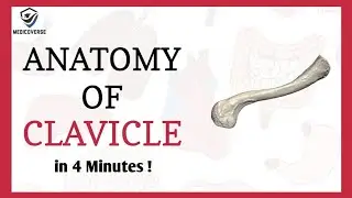 Clavicle Anatomy ( or Collarbone )