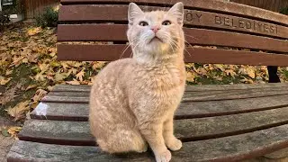Stray kitten asking for head rubs