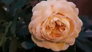 🌹 РОЗОВЫЕ новости с нашего двора !