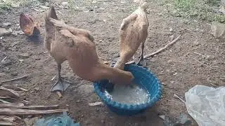 rondo kempling