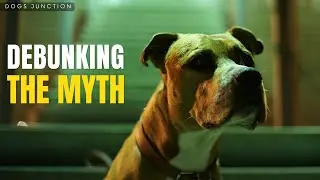The Truth About American Pitbull Dogs and Their Reputation!!