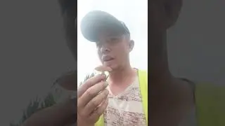 сбор грибов 2024 на работе