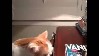 funny and amazing videos thief cat