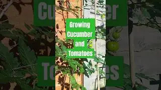 Pots - Growing Cucumber and Tomato
