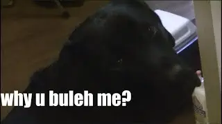 Tricking my Dog with Amazon Alexa