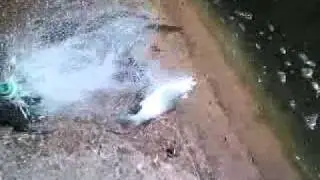 Giant mullet in small creek 2