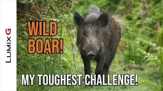Wild Boar in the Forest Of Dean - Wildlife Photography Behind The Scenes Expedition