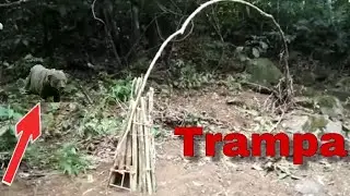 How to cheat for all types of animals