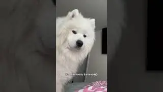 Whatchu doin? #viral #youtube #yt #shortsvideo #dogs #video #ytshorts #samoyed #fyp #viralshort