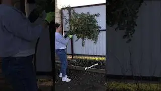 Готовим Штамбовую Розу к Зиме👍 