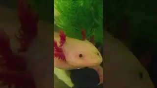 How Axolotl Regenerate?