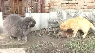 March. The cats are mating. Gray, without the Fabergé, but still there.