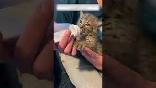 A girl rescued a lynx cub and raised it as a pet.