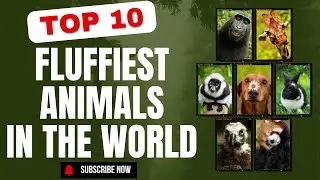 Top 10 Fluffiest Animals In The World #fluffy #animals #animallover #viral #trending #top10