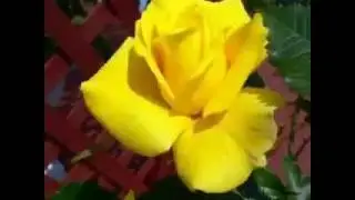Flores pra você