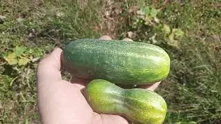 У кого картошка ещё мельче?