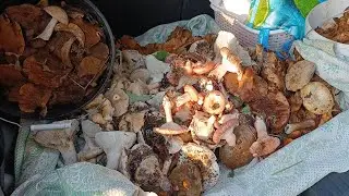 супер грибной лес! собрали очень много грибов