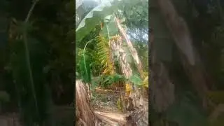 BAGYONG KRISTINE INUBUS ANG MGA SAGING. .