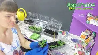 Посев семян на рассаду, конец февраля. Рассаживаем петунию.