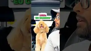 This Dog Knows Math 🤯☺️