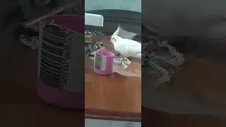 Попугай Чипик