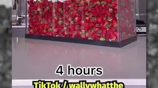 Aquarium voll Erdbeeren essen?! 🍓🤯 