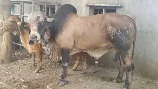 Top milking blood line gir bull prem