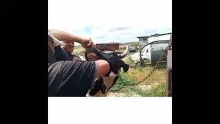 МЕТАЛ у КРС.----  БРОСАЕМ МАГНИТ!