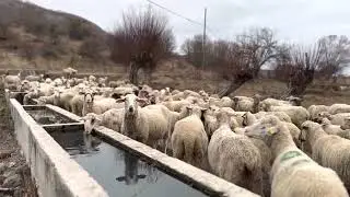 Koyunlar sulanıyor