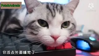 Cat and kitten jealous of each other