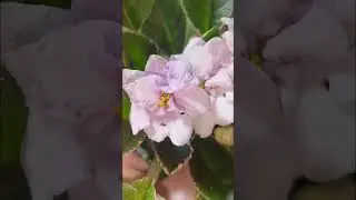 фиалка))