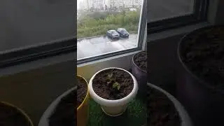 Моя плантация