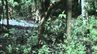Cat Running With Prey