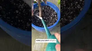 An easy way to fertilize #plants #gardening #fertilizer