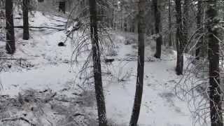 First snow of 2014 Backyard Moonridge, Big Bear