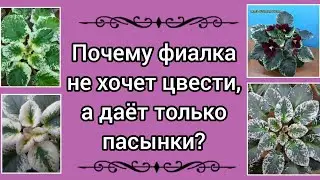 Почему фиалка не хочет цвести, а растит только пасынки? Как помочь фиалке зацвести?