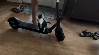 Cat On A Scooter