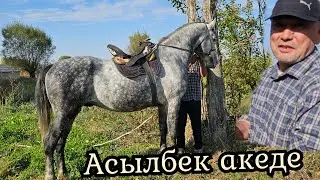АСЫЛБЕК АКЕНИН Аты КӨК ЧӨ 🔥31 октября 2024 г.