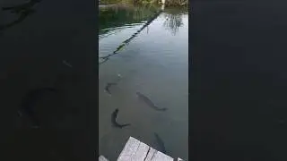 ездили кормить рыбок