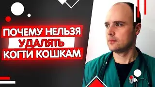 УДАЛЕНИЕ КОГТЕЙ У КОШЕК ПЕЧАЛЬНЫЕ ПОСЛЕДСТВИЯ ОПЕРАЦИИ